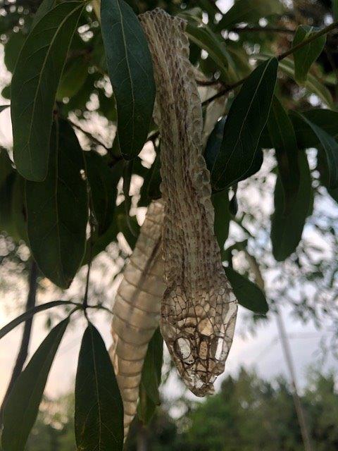 Little Rock snake skin